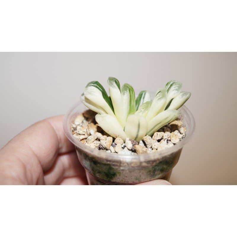 Хавортия Haworthia seiko-nishiki variegata купить